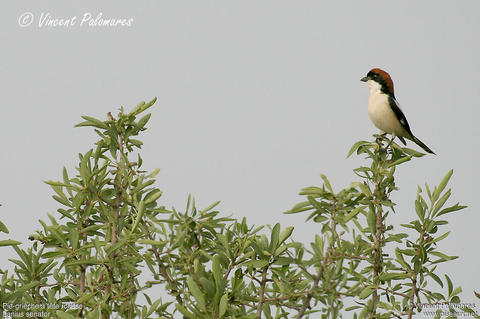 Woodchat Shrike male adult