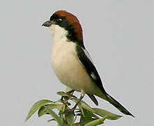 Woodchat Shrike