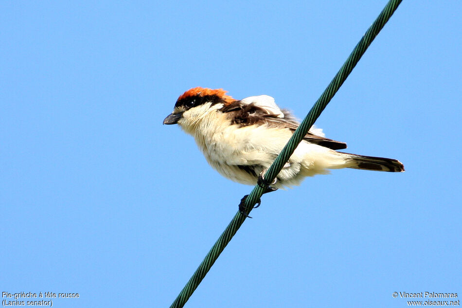 Woodchat Shrike