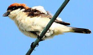 Woodchat Shrike