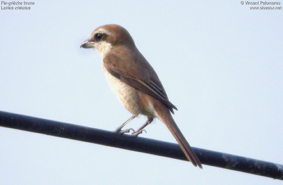 Brown Shrike