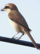 Brown Shrike