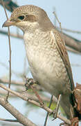 Red-backed Shrike