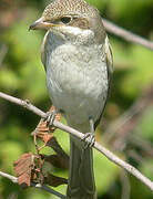 Red-backed Shrike