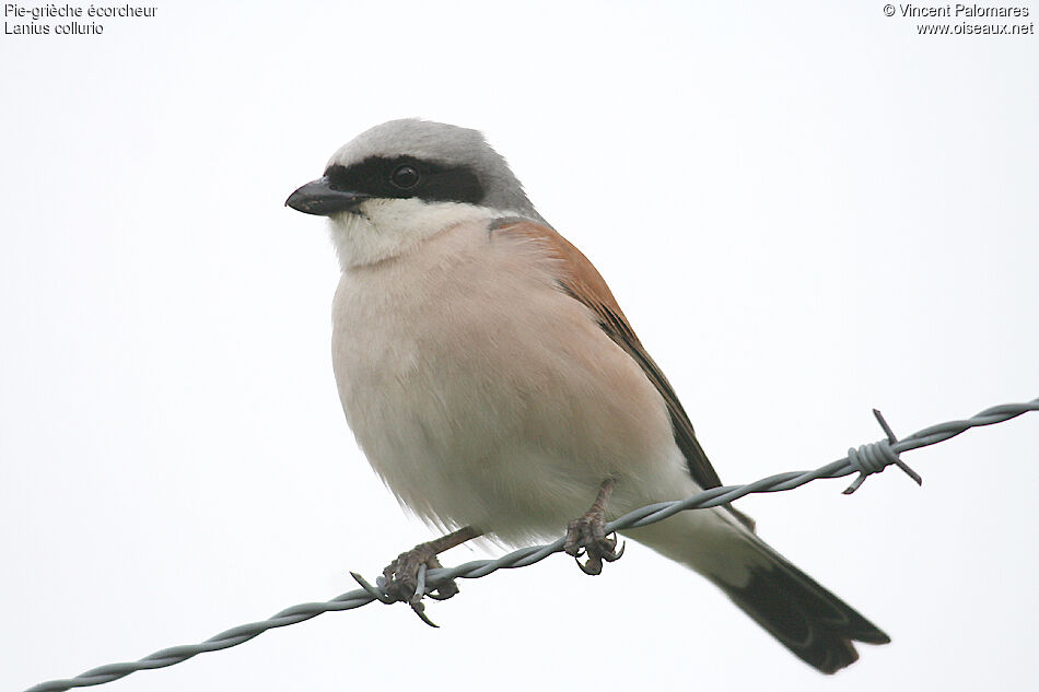 Red-backed Shrike