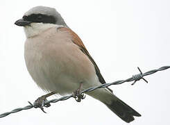 Red-backed Shrike