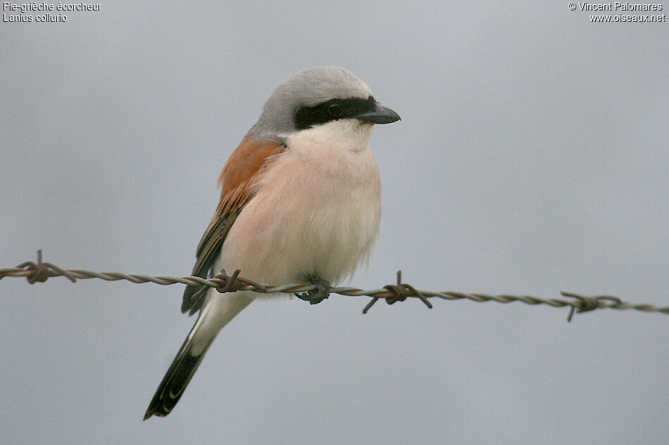 Red-backed Shrike