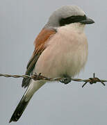 Red-backed Shrike