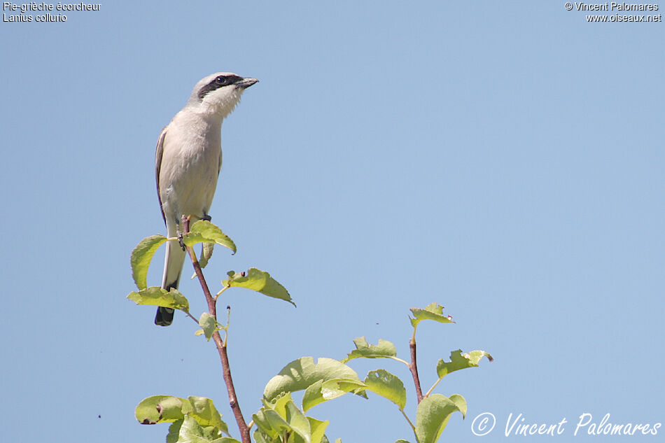 Red-backed Shrike male