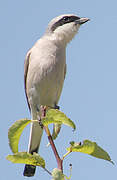 Red-backed Shrike