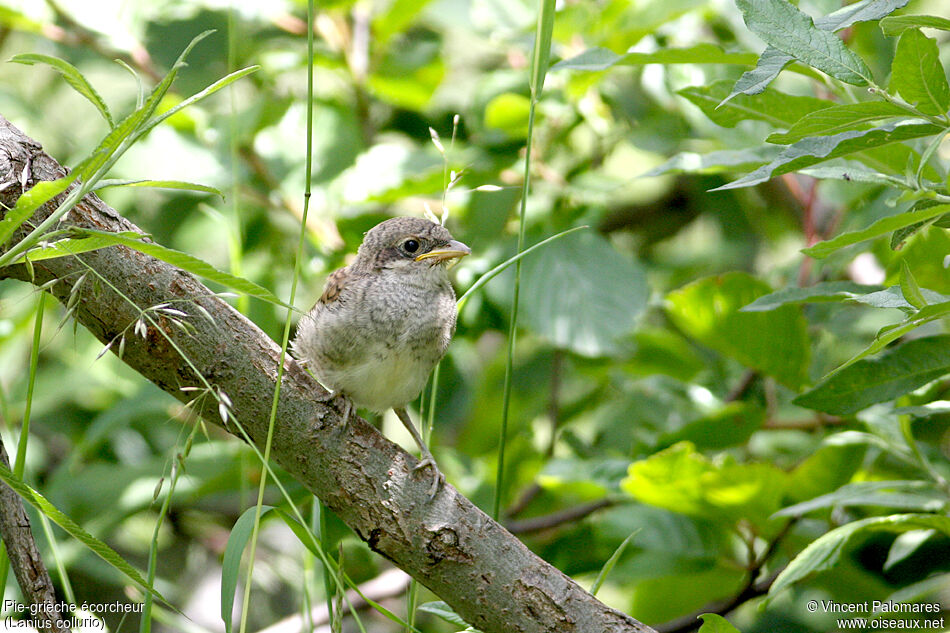 Red-backed Shrikejuvenile