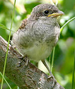 Red-backed Shrike