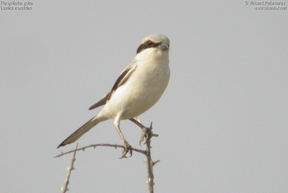 Great Grey Shrike