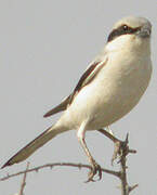 Great Grey Shrike