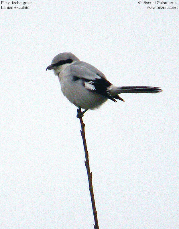 Great Grey Shrike