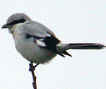 Great Grey Shrike