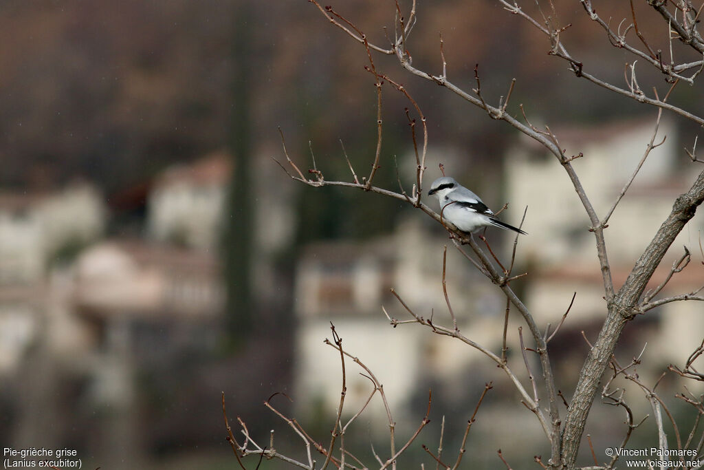 Great Grey Shrike