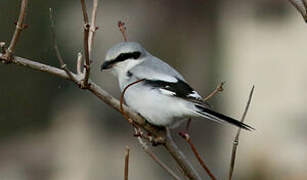 Great Grey Shrike