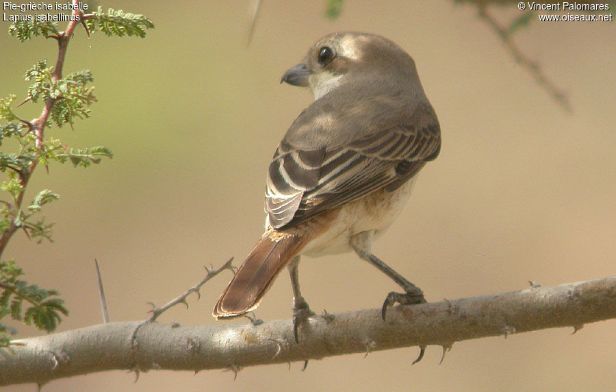 Isabelline Shrike