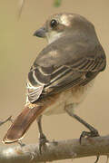 Isabelline Shrike