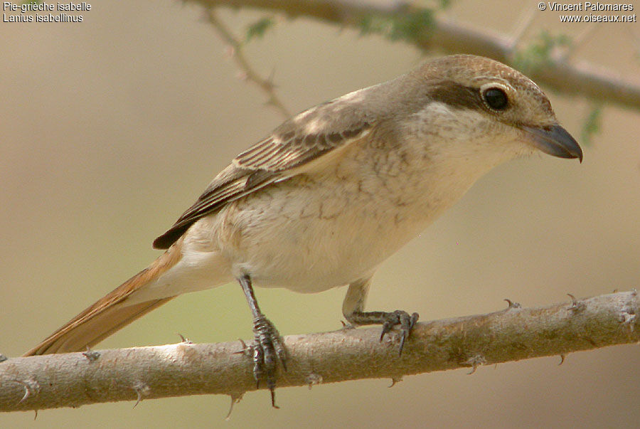 Isabelline Shrike