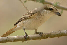 Isabelline Shrike