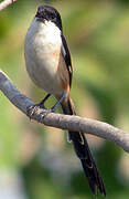 Long-tailed Shrike