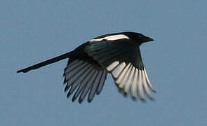 Eurasian Magpie