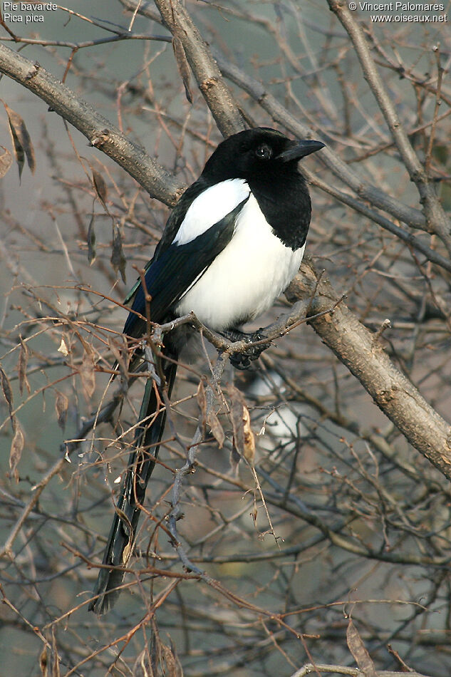 Eurasian Magpie