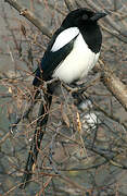 Eurasian Magpie