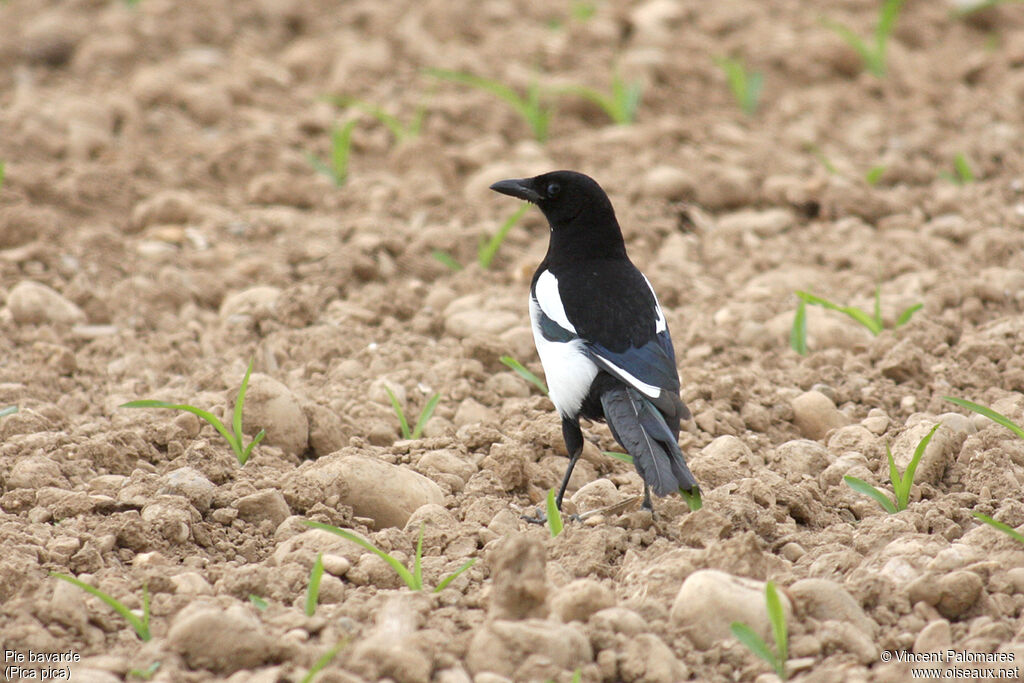 Eurasian Magpie