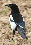 Eurasian Magpie