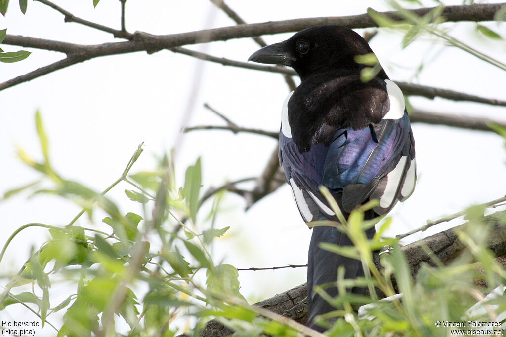 Eurasian Magpie