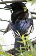 Eurasian Magpie