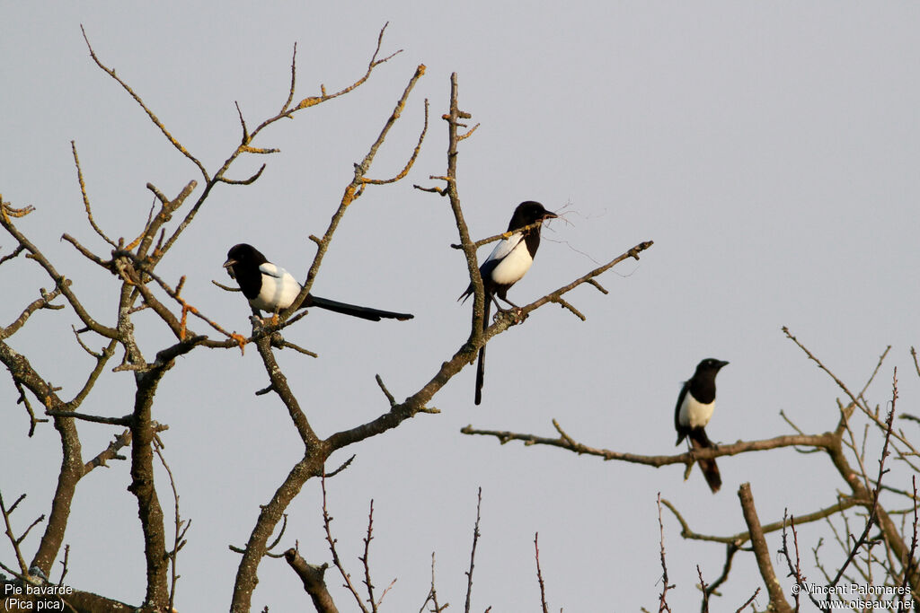 Eurasian Magpie