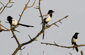 Eurasian Magpie