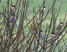 Azure-winged Magpie