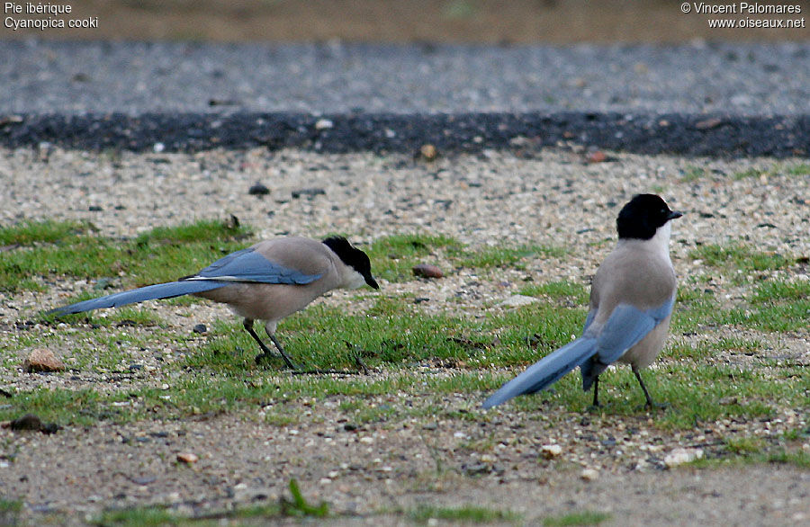 Iberian Magpie