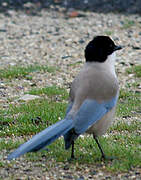 Iberian Magpie