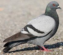 Pigeon biset