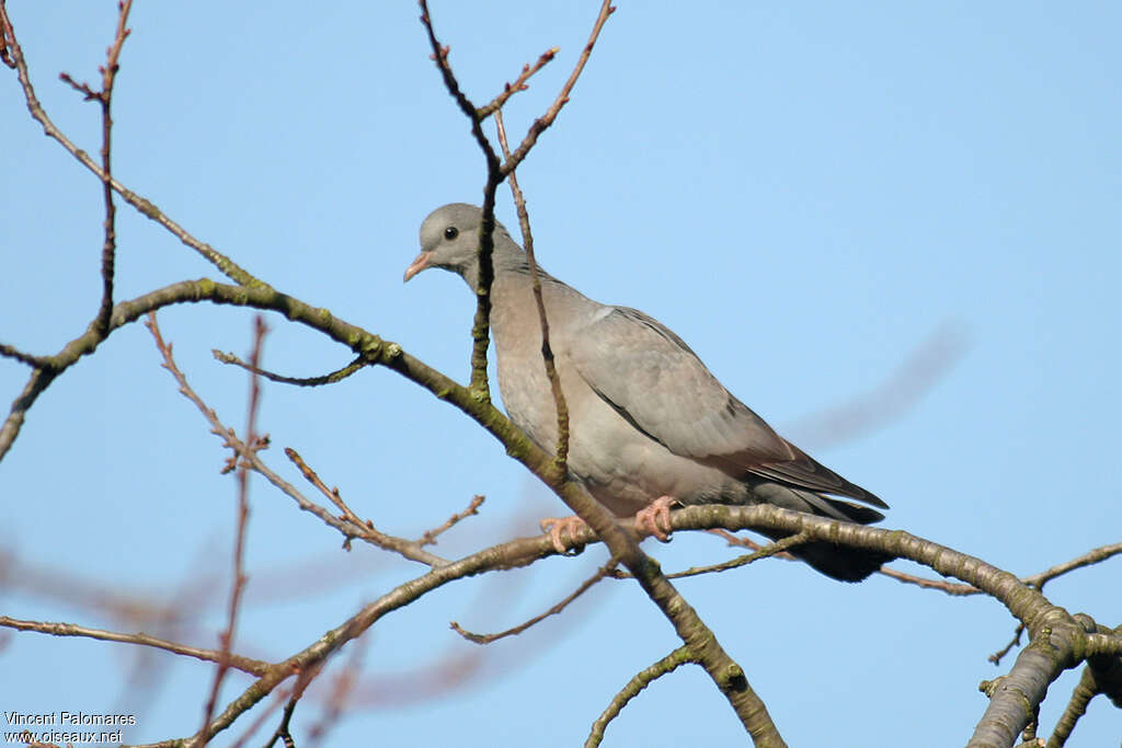 Stock Dovejuvenile, identification