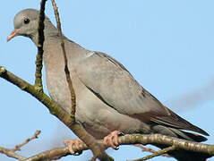 Stock Dove