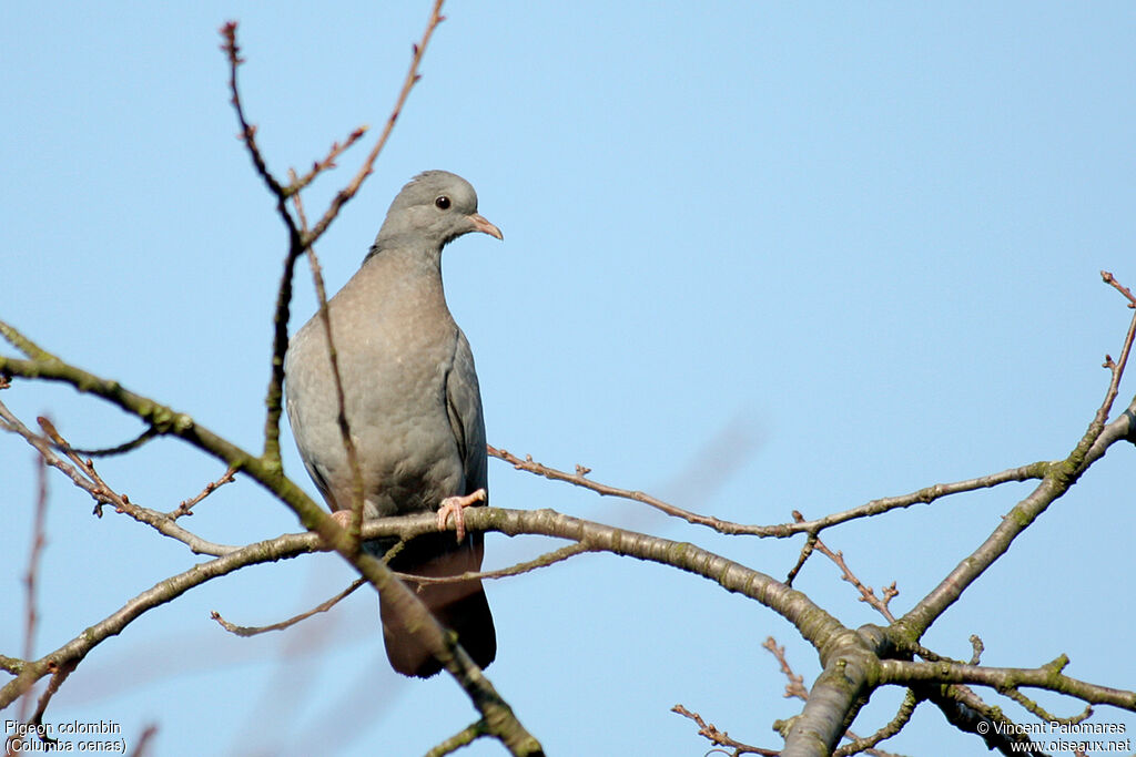 Pigeon colombin