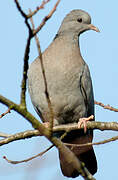 Stock Dove