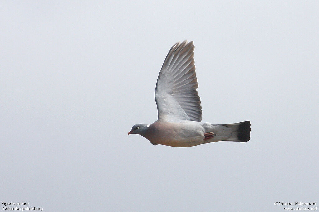 Pigeon ramieradulte