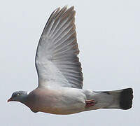 Common Wood Pigeon