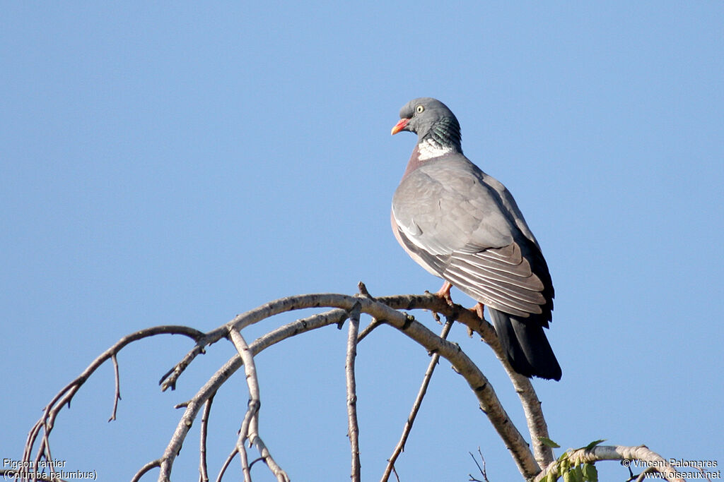 Common Wood Pigeonadult