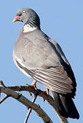 Common Wood Pigeon