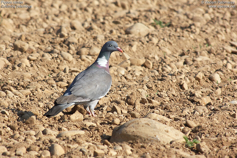 Pigeon ramier