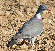 Common Wood Pigeon